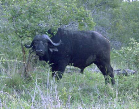 0694_buffalo_bull
