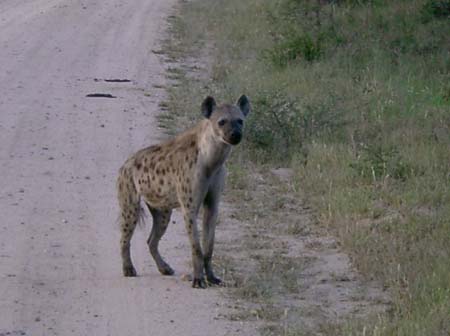 0700_hyena
