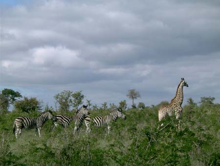 0747_zebragiraffe