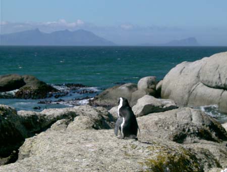 0999_penguinandmountain