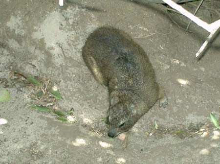 1023_hyrax