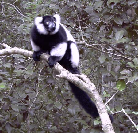 1169_lemur