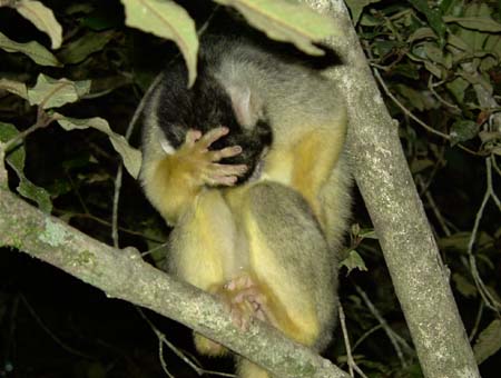 1186_squirrelmonkey