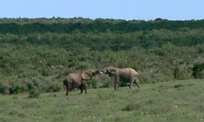 1232e_2elephantstrunk