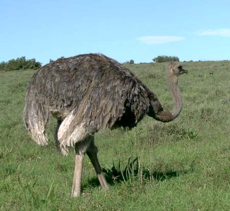1246_ostrichclose