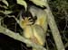 1186_squirrelmonkey