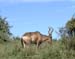 1242_hartebeast