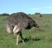 1246_ostrichclose