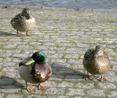 131_ducks