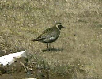 409_golden_plover_med