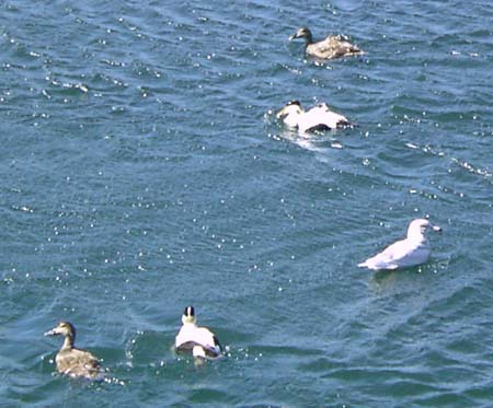 424_eiderducks