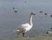 151_swan