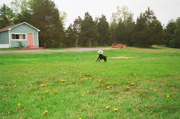 t99060017sally_frizbee